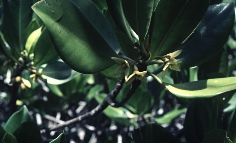 Tall-stilt Mangrove