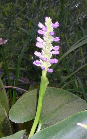 Pickerel Weed Singapore Pink