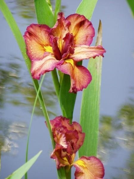 Louisiana Iris Cherry Twist