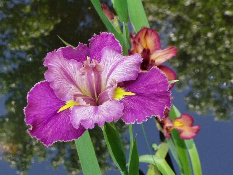 Louisiana Iris Its a Knockout