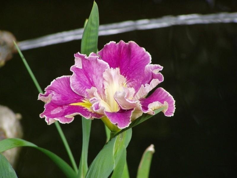 Louisiana Iris Love Me Do