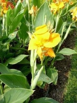Canna, Canna Lily Freedom