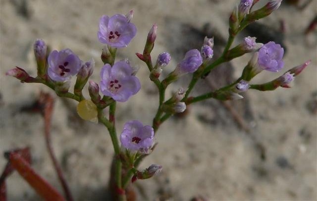 Limonium Species, Carolina Sea Lavender, Statice