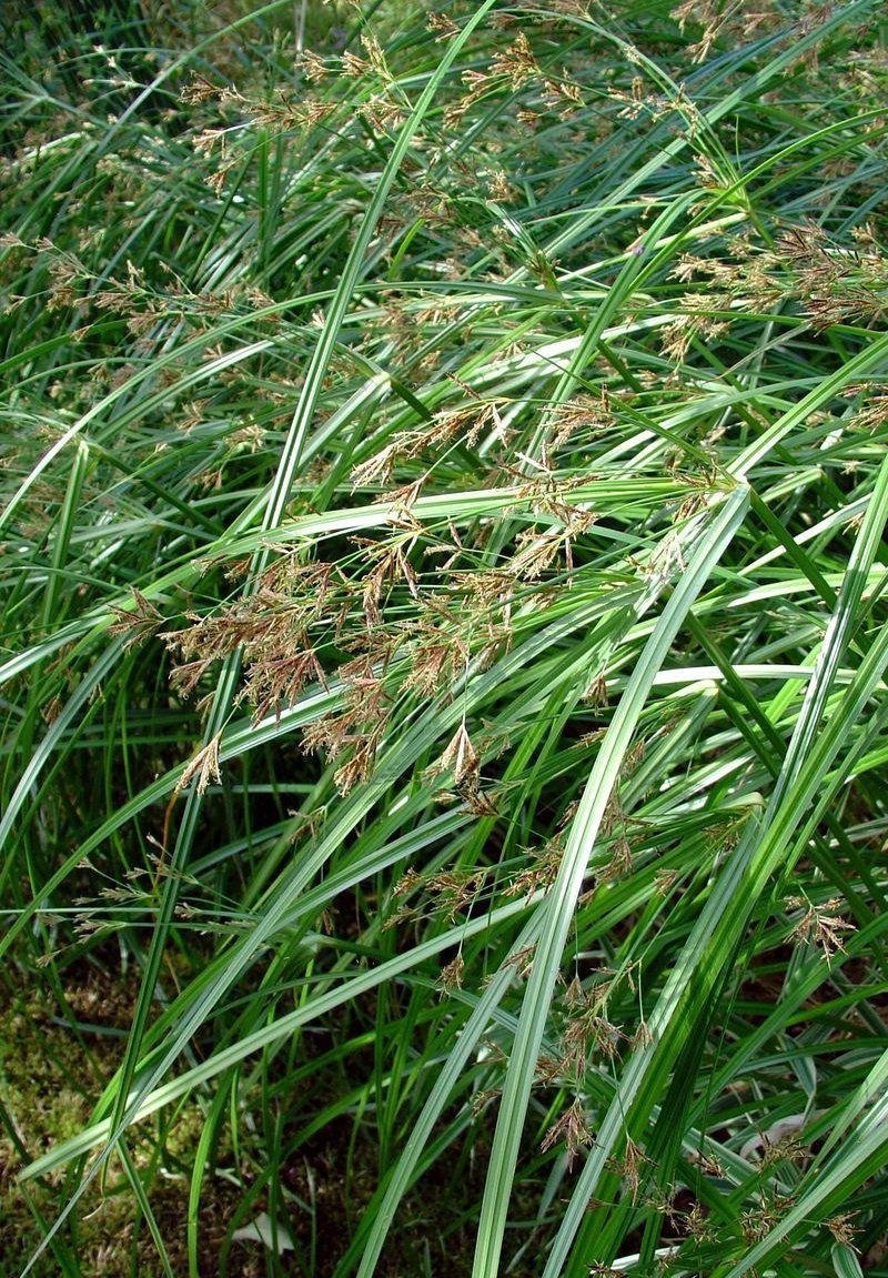 Sweet Galingale, Sweet Cyperus