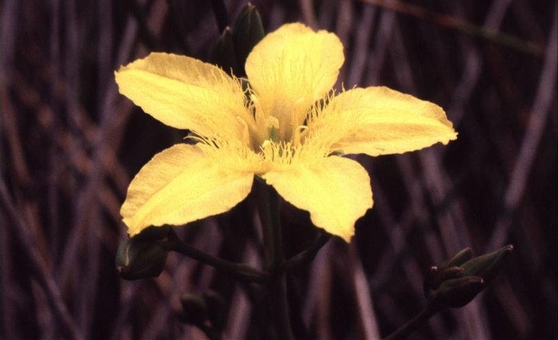 Erect Marsh-flower