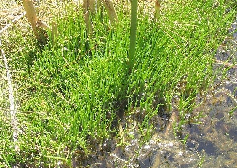 Huachuca Water Umbel, Cienega False-rush