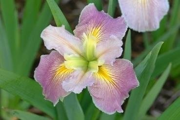 Louisiana Iris Alouette