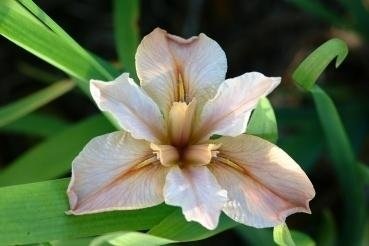 Louisiana Iris Buff Dancer