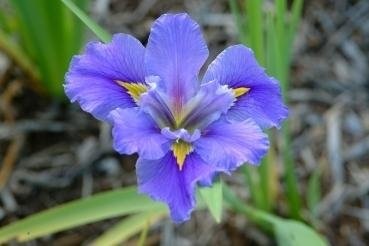 Louisiana Iris Byron Bay