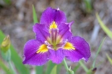 Louisiana Iris Caddo Gap