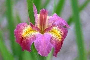 Louisiana Iris Cajun Love