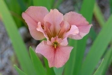 Louisiana Iris Cajun Merry