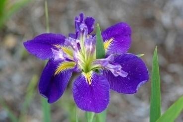 Louisiana Iris Creole Can-Can