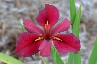 Louisiana Iris Creole Flame