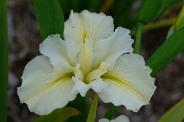 Louisiana Iris Danza