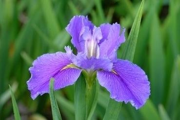 Louisiana Iris Dazzling Waters