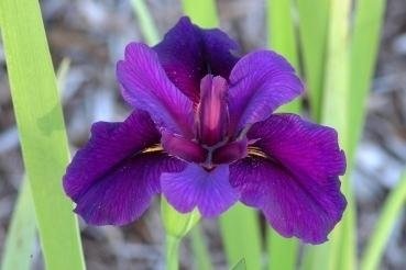 Louisiana Iris Delta Honey