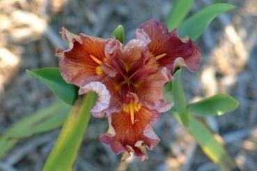 Louisiana Iris Flamenco Ruffles