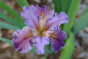 Louisiana Iris Flyaway Blues