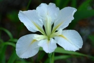 Louisiana Iris Frosted Morn