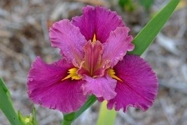 Louisiana Iris Jack Attack