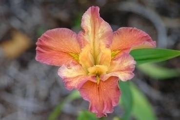 Louisiana Iris Jive Talkin