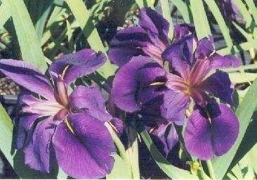 Louisiana Iris Justins Dixie Pride