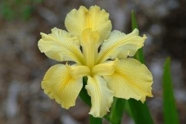 Louisiana Iris Koorawatha