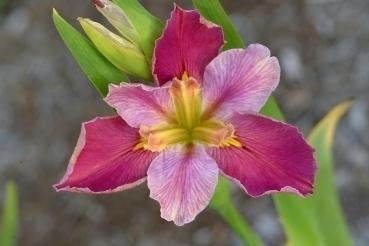 Louisiana Iris Love Ya