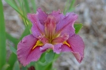 Louisiana Iris Maison