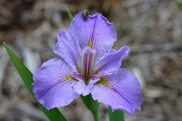Louisiana Iris Malibu Magic