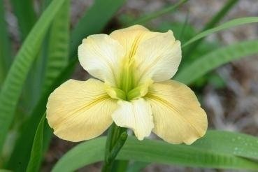 Louisiana Iris Professor Barbara