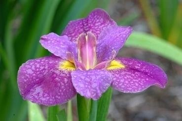 Louisiana Iris Professor Claude