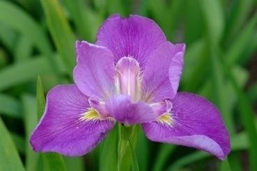 Louisiana Iris Professor Marta Marie