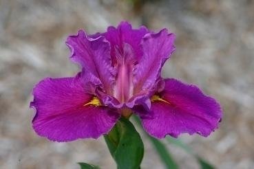 Louisiana Iris Raving Beauty
