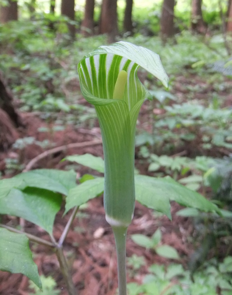 Jack in the Pulpit