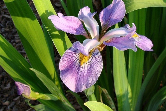 Southern Blue Flag, Virginia Iris Contraband Girl