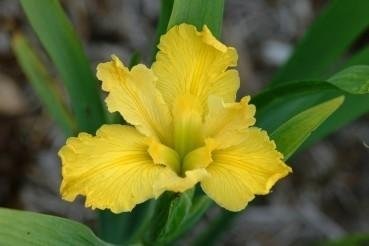 Louisiana Iris Bullion Audit