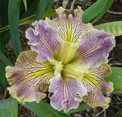 Louisiana Iris Cobweb Concerto
