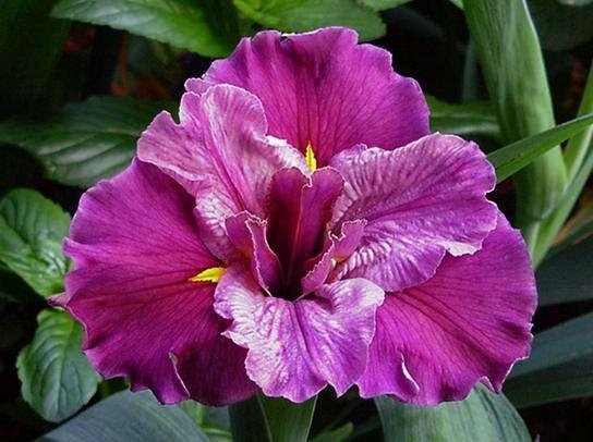 Louisiana Iris Endearing Thought