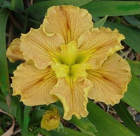 Louisiana Iris Little Bronzed Aussie