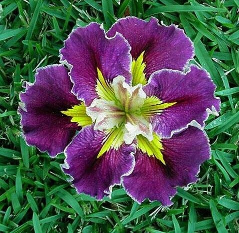 Louisiana Iris Rich and Rare