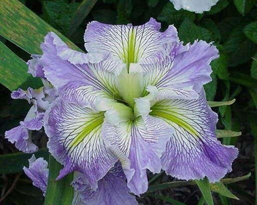 Louisiana Iris Truly Scrumptious