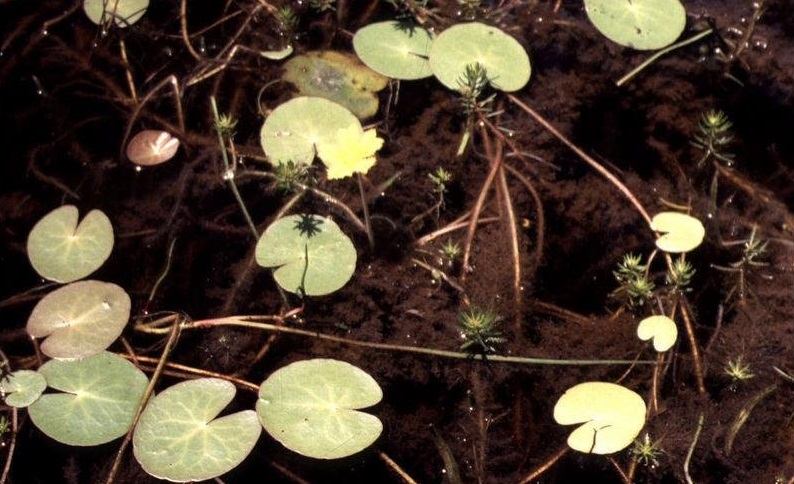 Marshwort, Water Snowflake