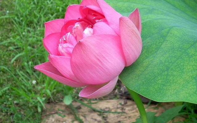 Sacred Water Lily, Lotus Rosea Plena