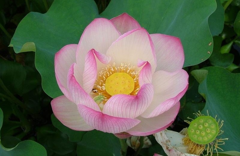 Lotus Lavender Lady
