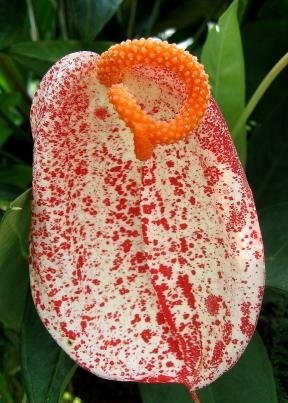 Anthurium Species
