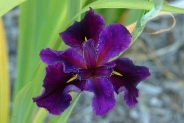 Louisiana Iris Dot Marie