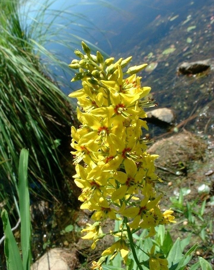 Swamp Candles
