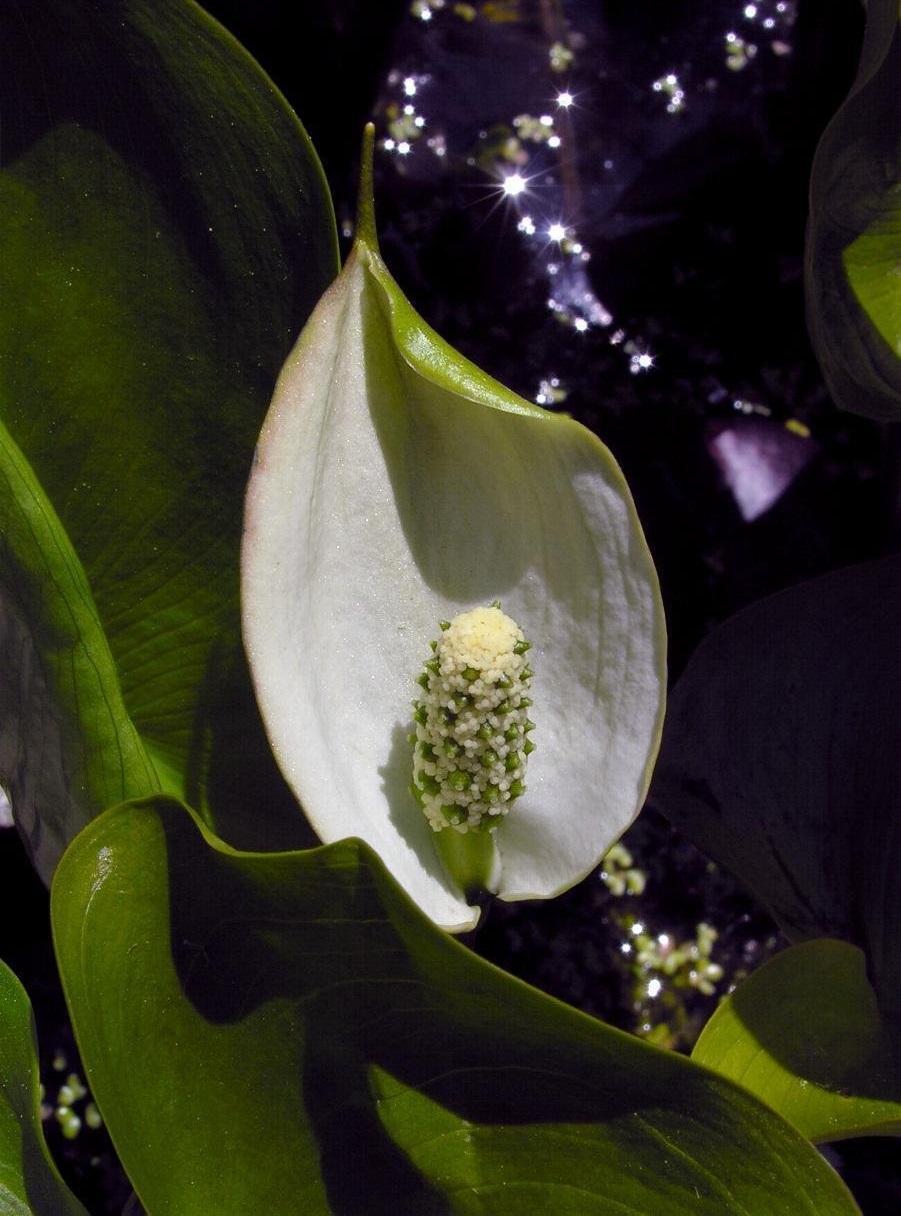 Water Calla